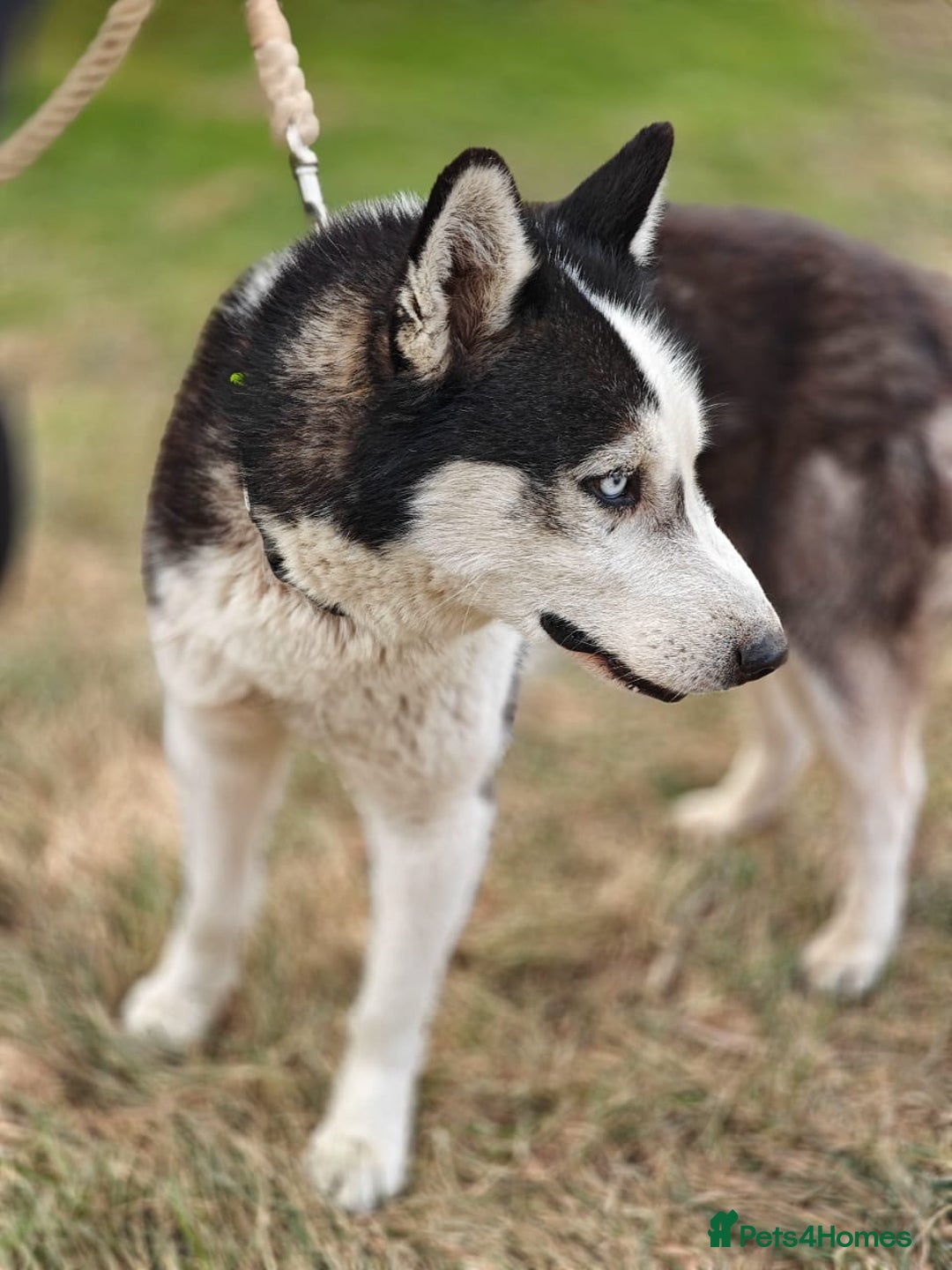Siberian Husky dogs for adoption: 💙🐶 HASAN 🐶💙 - Image 14
