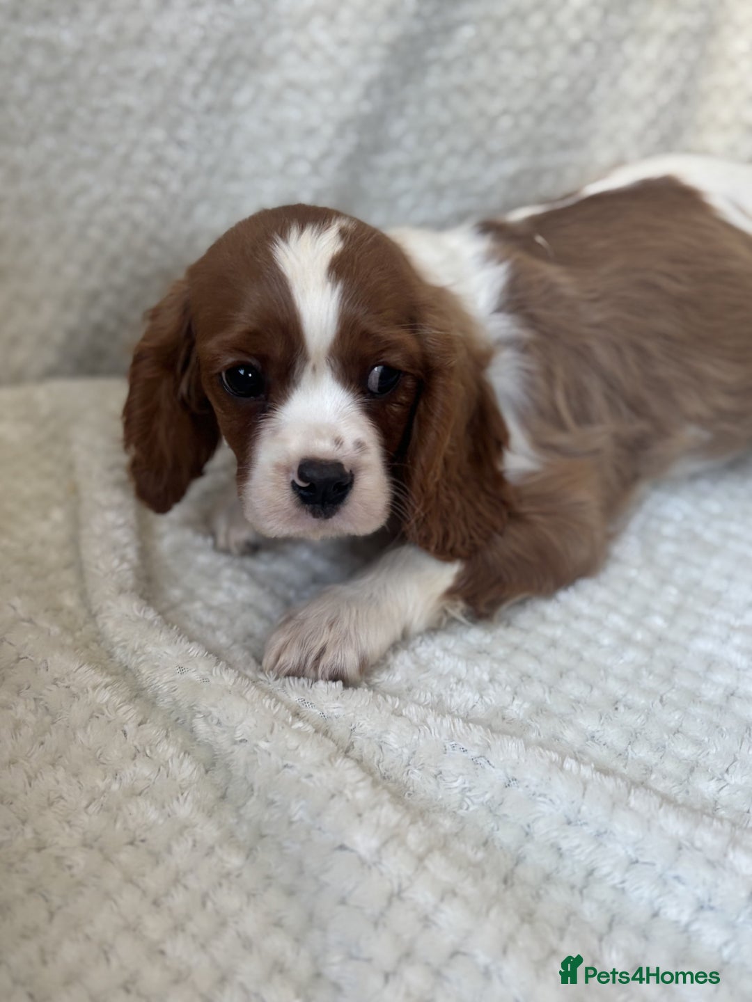 Cavalier King Charles Spaniel dogs for sale: Cavalier King Charles Spaniel Puppies ready now!!! - Image 8