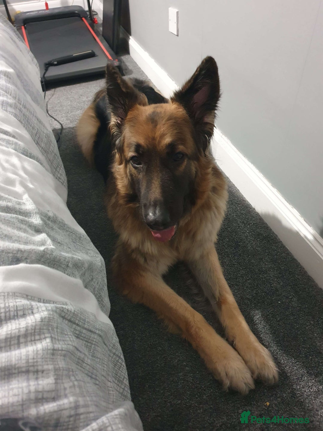 German Shepherd dogs for sale: Astra - Advert 5