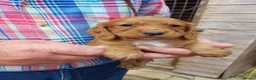 Cocker Spaniel dogs for sale: Beautiful Cocker Spaniels  in Morpeth - Advert 6
