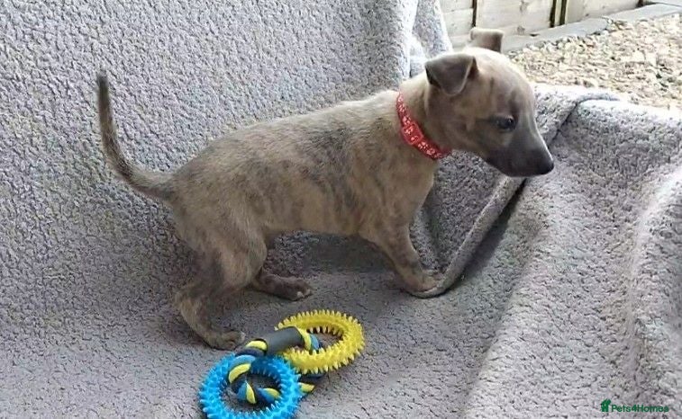 Whippet dogs KC Reg - Blue Brindle whippets - Advert 3
