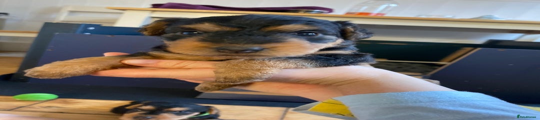 Lakeland Terrier Puppy 1