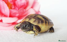 Hermann Tortoise reptiles for sale: Herman boettgeri hatchlings.  - Image 2