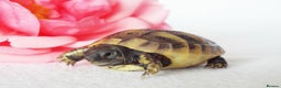 Hermann Tortoise reptiles for sale: Herman boettgeri hatchlings.  - Advert 2