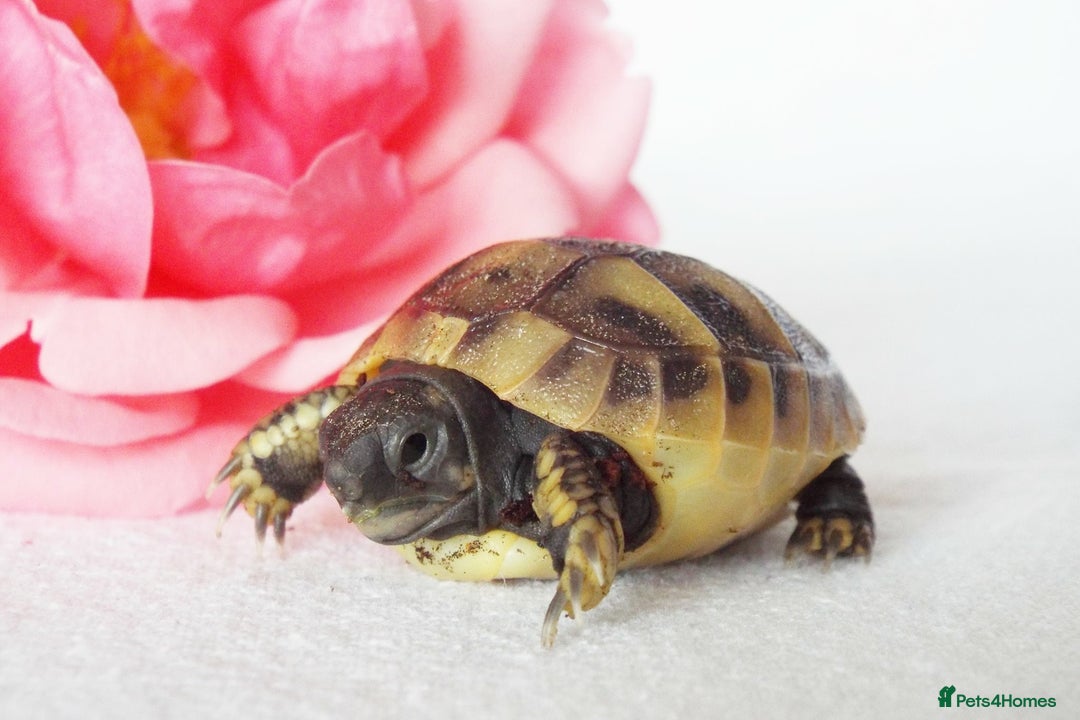 Hermann Tortoise reptiles for sale: Herman boettgeri hatchlings.  - Image 2