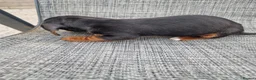 Dachshund dogs for sale: Dachshund puppies 8wks - Advert 18