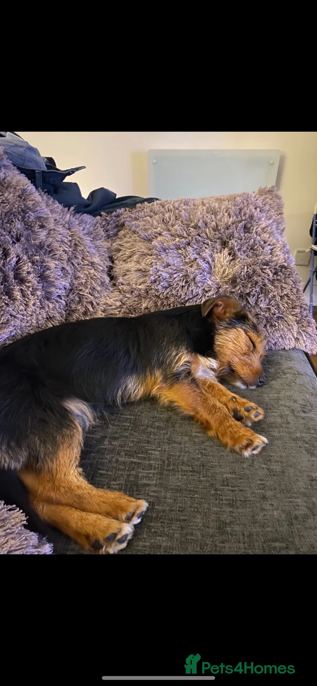 Jack Russell dogs for sale: Gorgeous tri Jack Russel Puppies  - Advert 3