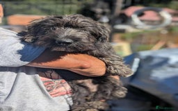 Mixed Breed dogs for adoption: Tucker is looking for a home with another dog  - Image 1