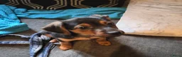Yorkshire Terrier dogs for sale: 3 beautiful Yorkshire terriers puppies left - Advert 11