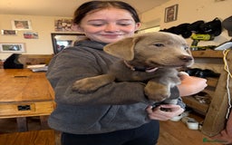 Labrador Retriever dogs for sale: Kc registered silver labs, health tested parents - Image 2