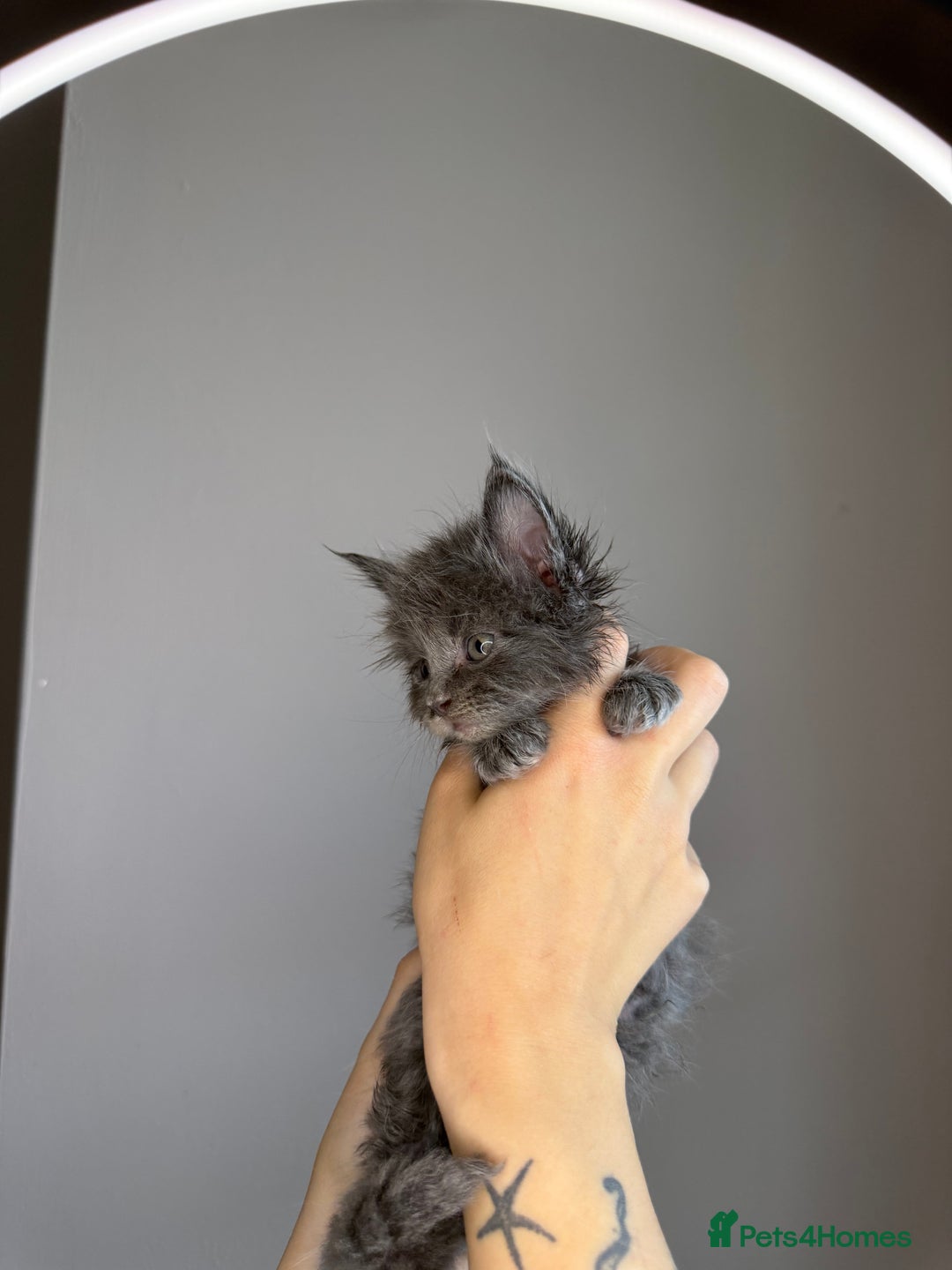 Maine Coon cats for sale: XL Russian maine coon kittens  in Market Rasen - Image 6