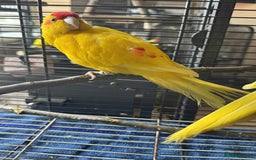 Parakeets birds for sale: Bonded pair of Kakarikis  - Image 6