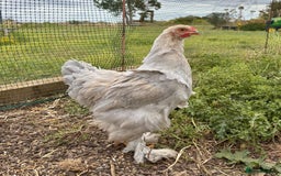 Chickens poultry for sale: Brahma Large Fowl Cockerels & Pullets - Image 5