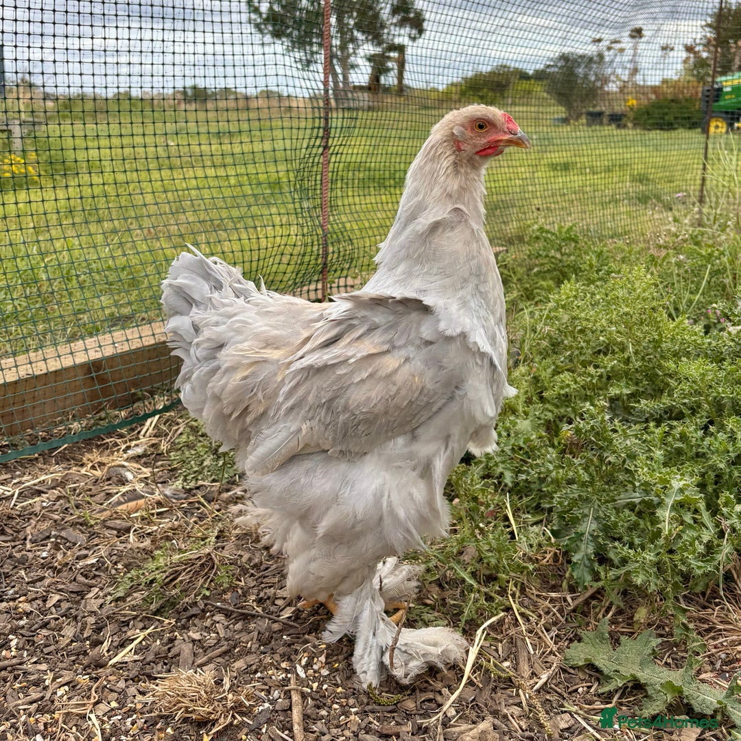 Chickens poultry for sale: Brahma Large Fowl Cockerels & Pullets - Image 5
