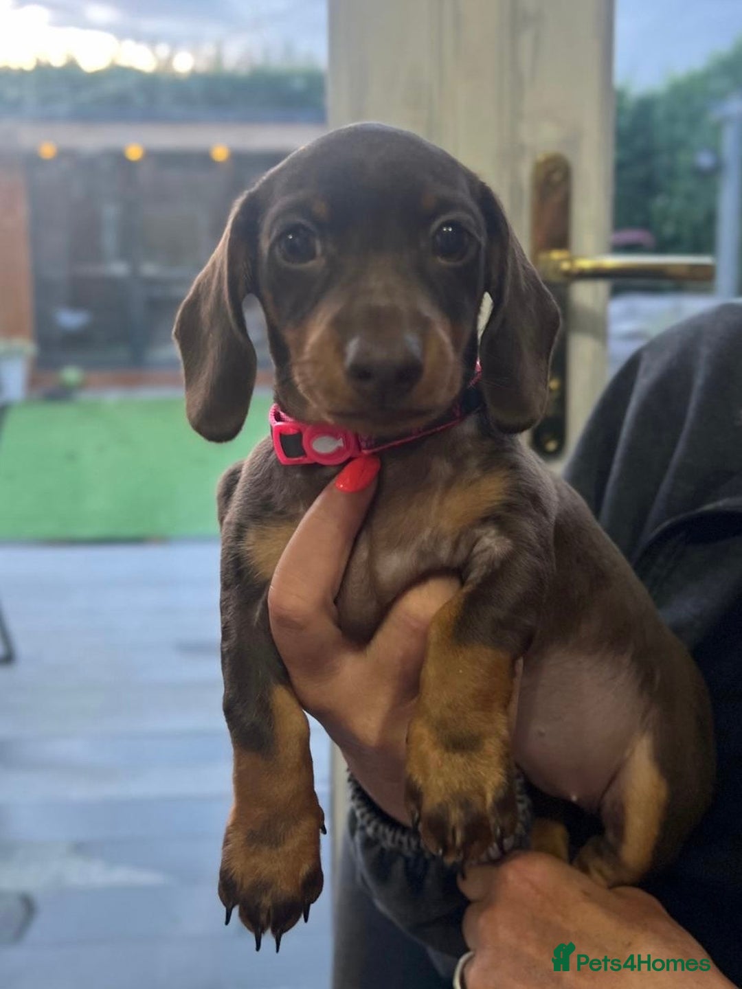 Miniature Dachshund dogs for sale: Miniature Daschunds  - Image 15