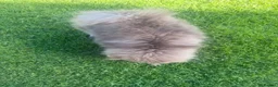 Pomeranian dogs for sale: Beautiful lilac Pomeranian girl - Advert 3