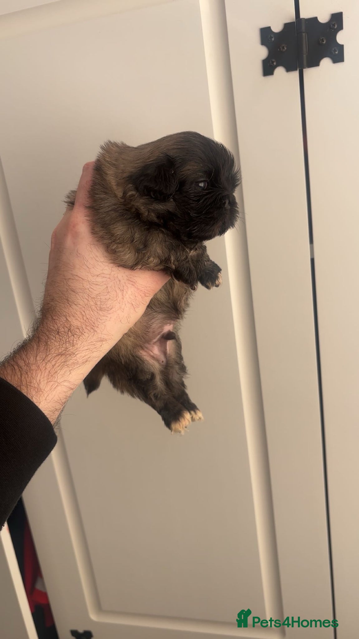Pekingese dogs Stunning high quality Pekingese puppies KC REG  - Advert 4
