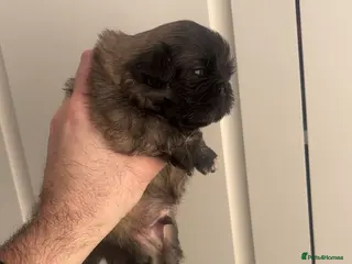 Pekingese dogs Stunning high quality Pekingese puppies KC REG - Advert 4