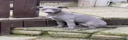 Whippet dogs for sale: Whippets  - Advert 2