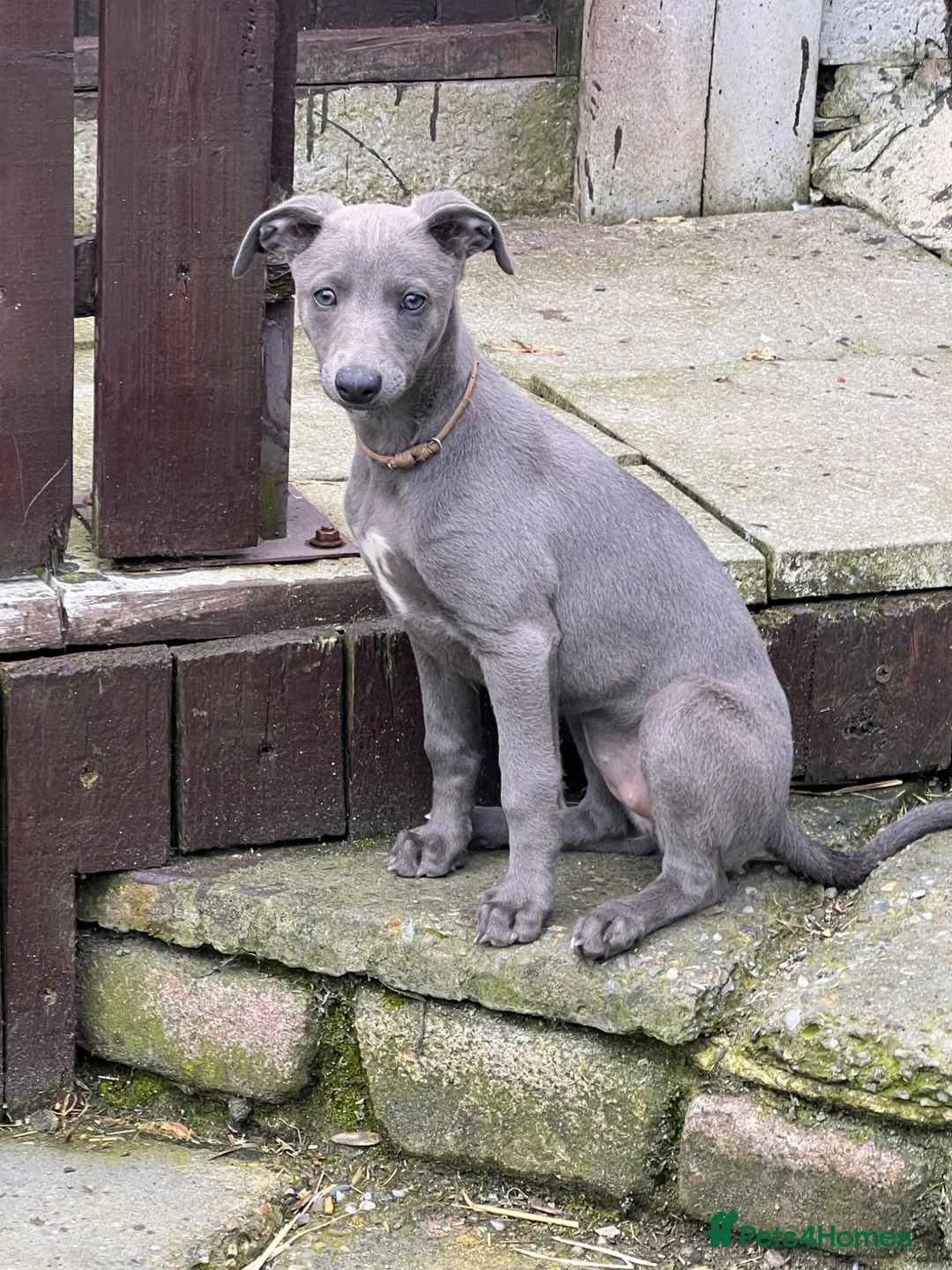 Whippet dogs for sale: Whippets  - Advert 2