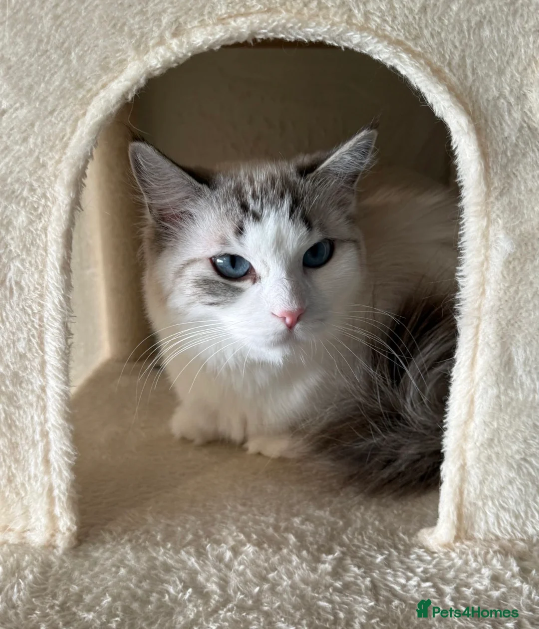 Ragdoll cats for sale: 🌟 Beautiful Pedigree Cats Looking for Loving Home - Advert 22