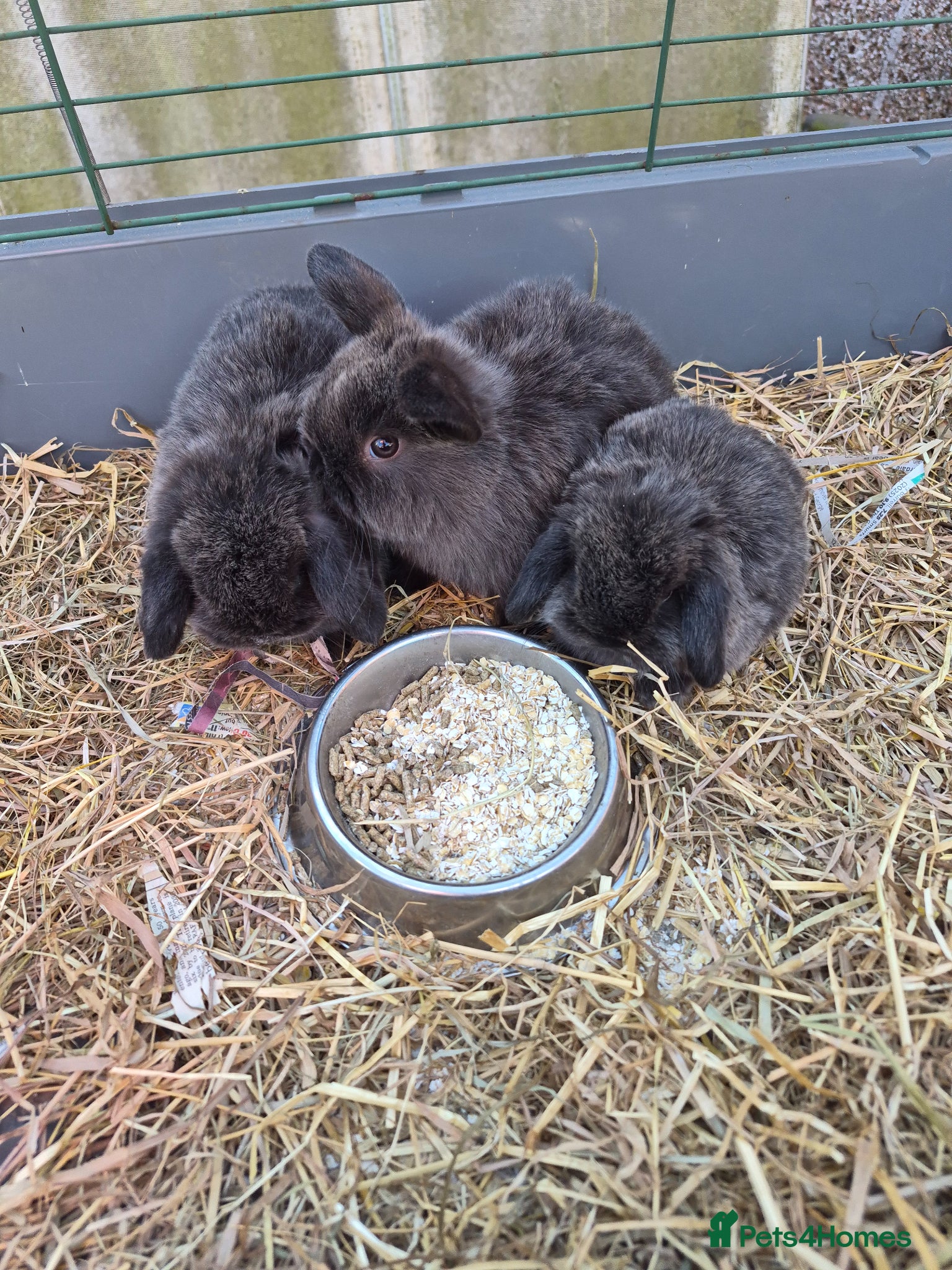Mini Lop rabbits 3 female mini lop ear bunnies - Advert 1
