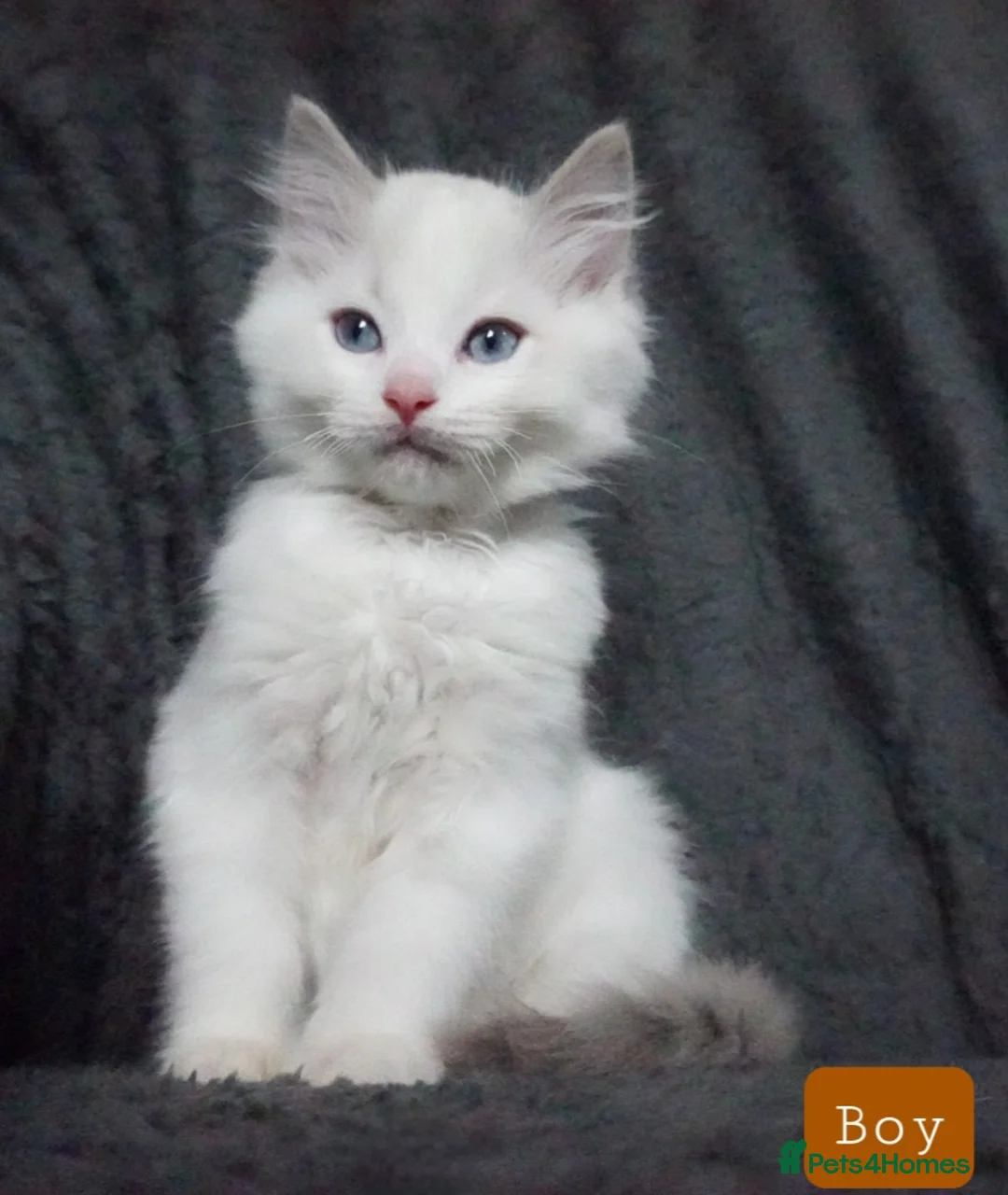 Ragdoll cats for sale: Six Ragdoll Kittens - Advert 15