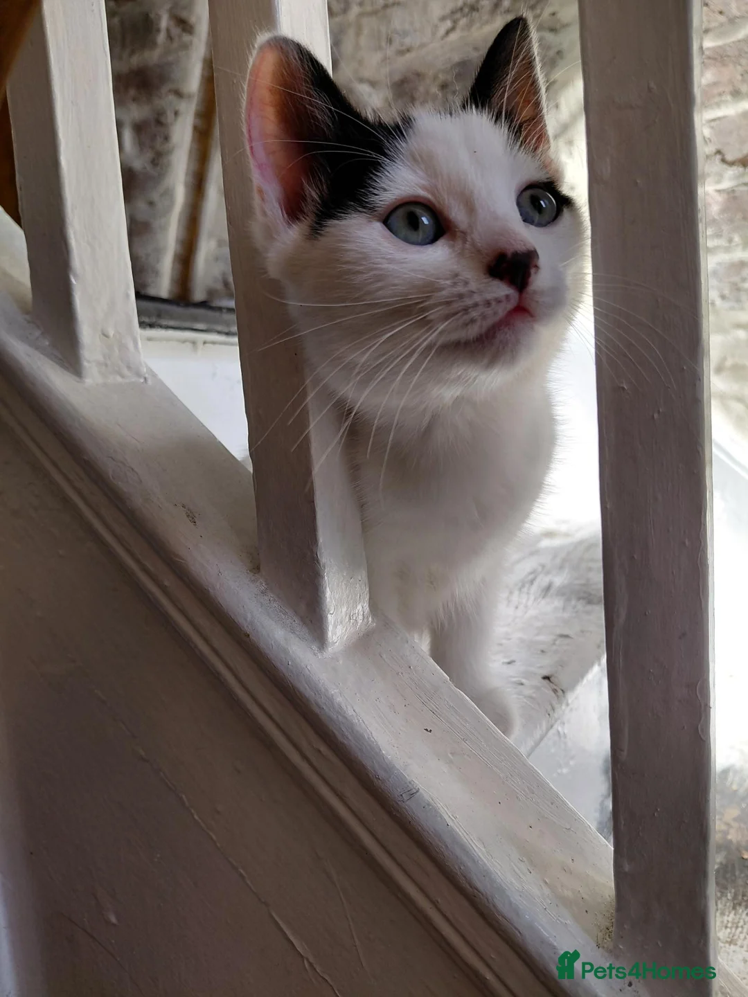 Mixed Breed cats for sale: 6 Tuxedo Kittens for Sale Black & White, Ready  - Advert 2