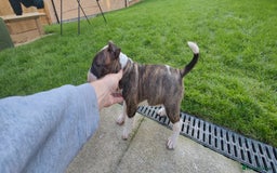 English Bull Terrier dogs for sale: KCRegistered English Bull Terrier Puppies–Top Line - Image 6