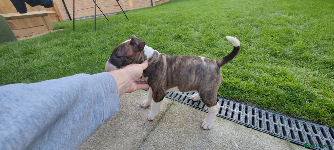 English Bull Terrier dogs for sale: KCRegistered English Bull Terrier Puppies–Top Line - Image 6