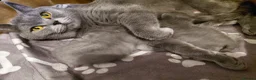 British Shorthair cats for sale: 💙 Gorgeous British Shorthair Blue Kittens 💙 - Advert 4
