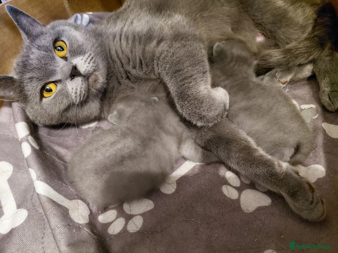 British Shorthair cats for sale: 💙 Gorgeous British Shorthair Blue Kittens 💙 - Advert 4