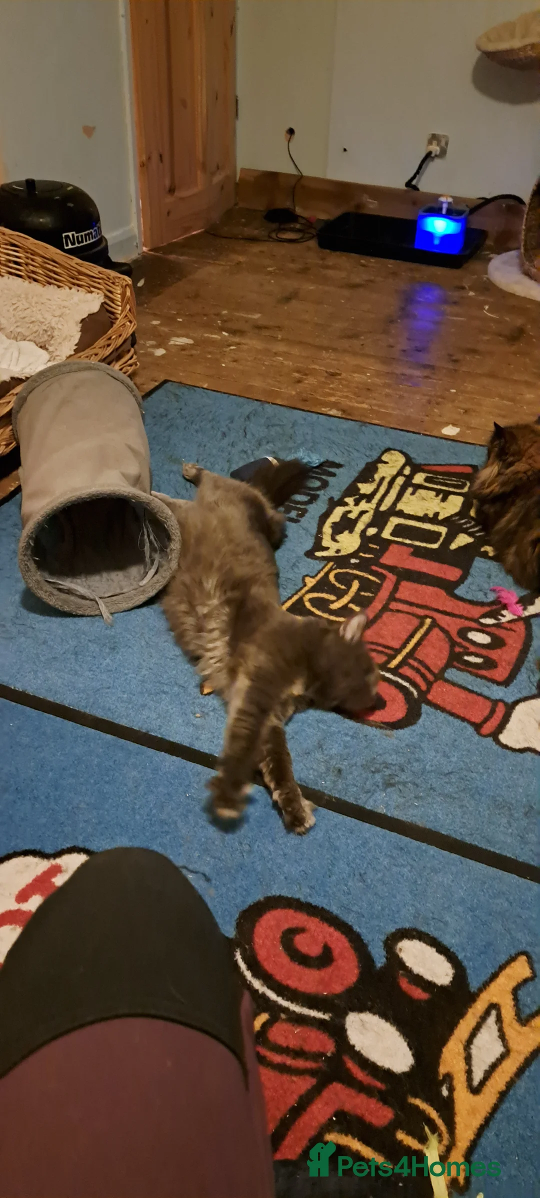 Siberian cats for stud: Blue reg, health tested Classic Siberian for STUD - Advert 4