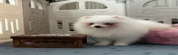 Pomeranian dogs for sale: Tiny White snow Pomeranian Puppies  - Advert 25