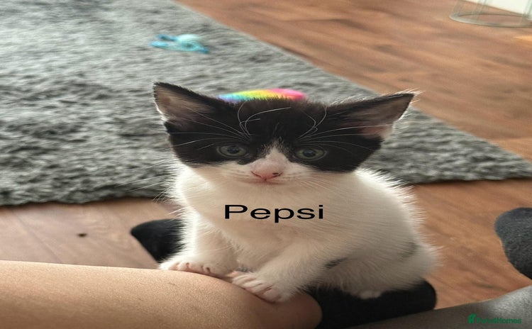 Mixed Breed cats - Advert 7