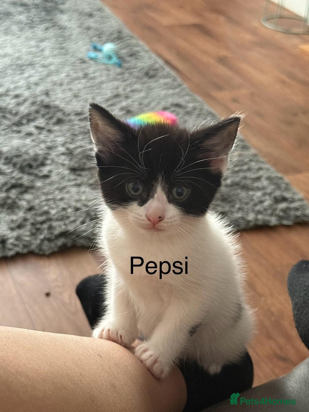 Mixed Breed cats for sale: 3 boys 2 girls - Image 1