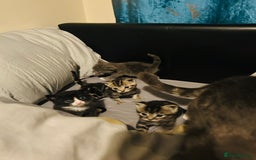 Mixed Breed cats for sale: X3 Gorgeous Kittens. GREY GONE!  - Image 7