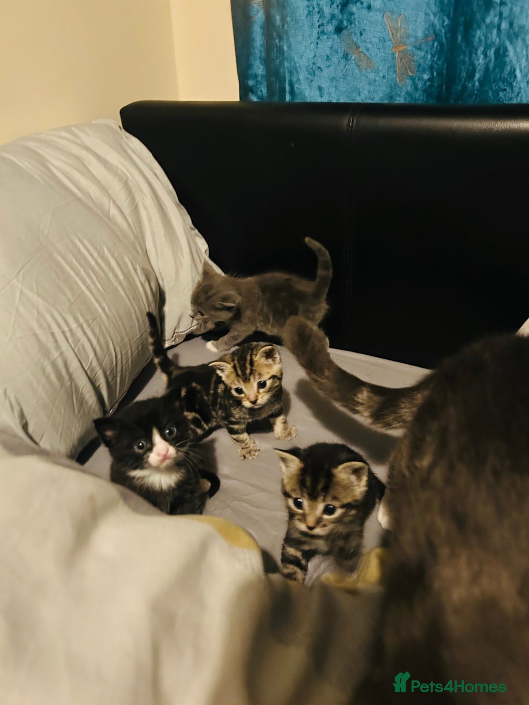 Mixed Breed cats for sale: X3 Gorgeous Kittens. GREY GONE!  - Image 7