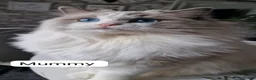 Ragdoll cats for sale: Luxury Blue Bicolour Girls - Advert 8