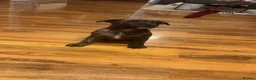 Staffordshire Bull Terrier dogs for sale: Stafford bull terrier puppies  - Advert 2