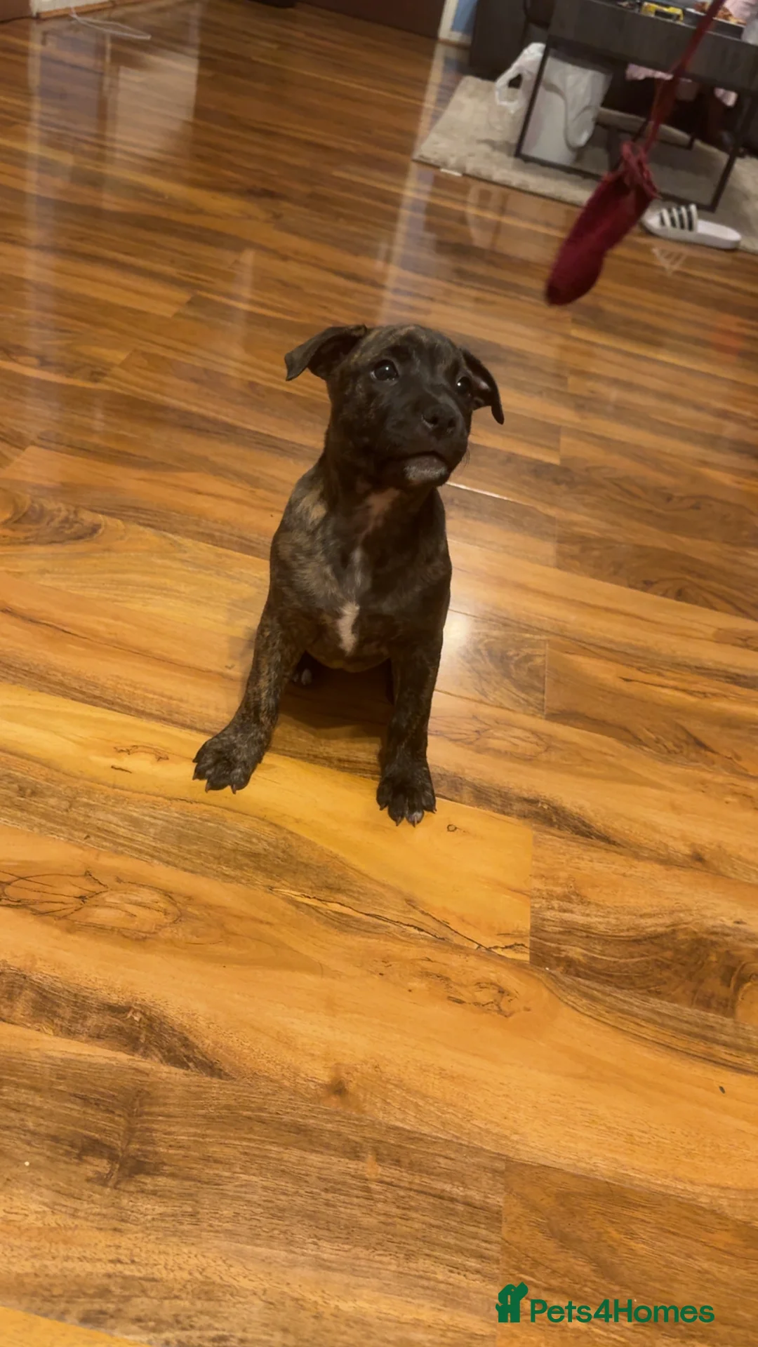 Staffordshire Bull Terrier dogs for sale: Stafford bull terrier puppies  - Advert 2
