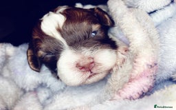 Shihpoo dogs for sale: 5 star rated Toy shihpoo puppies - Image 32