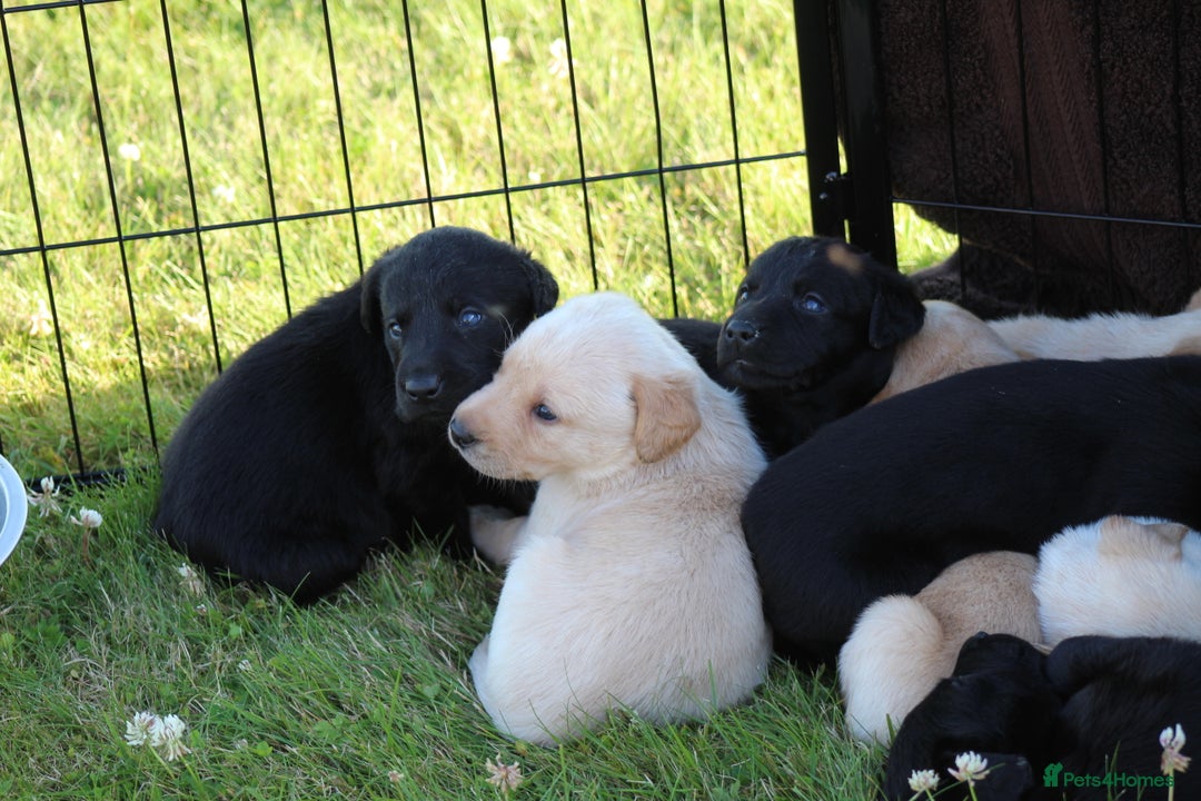 Labrador Retriever dogs for sale: Working Labrador Puppies  - Image 13