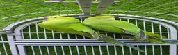 Conures birds for sale: Young Green Ringneck Parrots, Lovebirds & Budgies - Advert 7