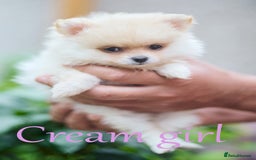 Pomeranian dogs for sale: KC Pomeranian puppies (Korean lines) - Image 29