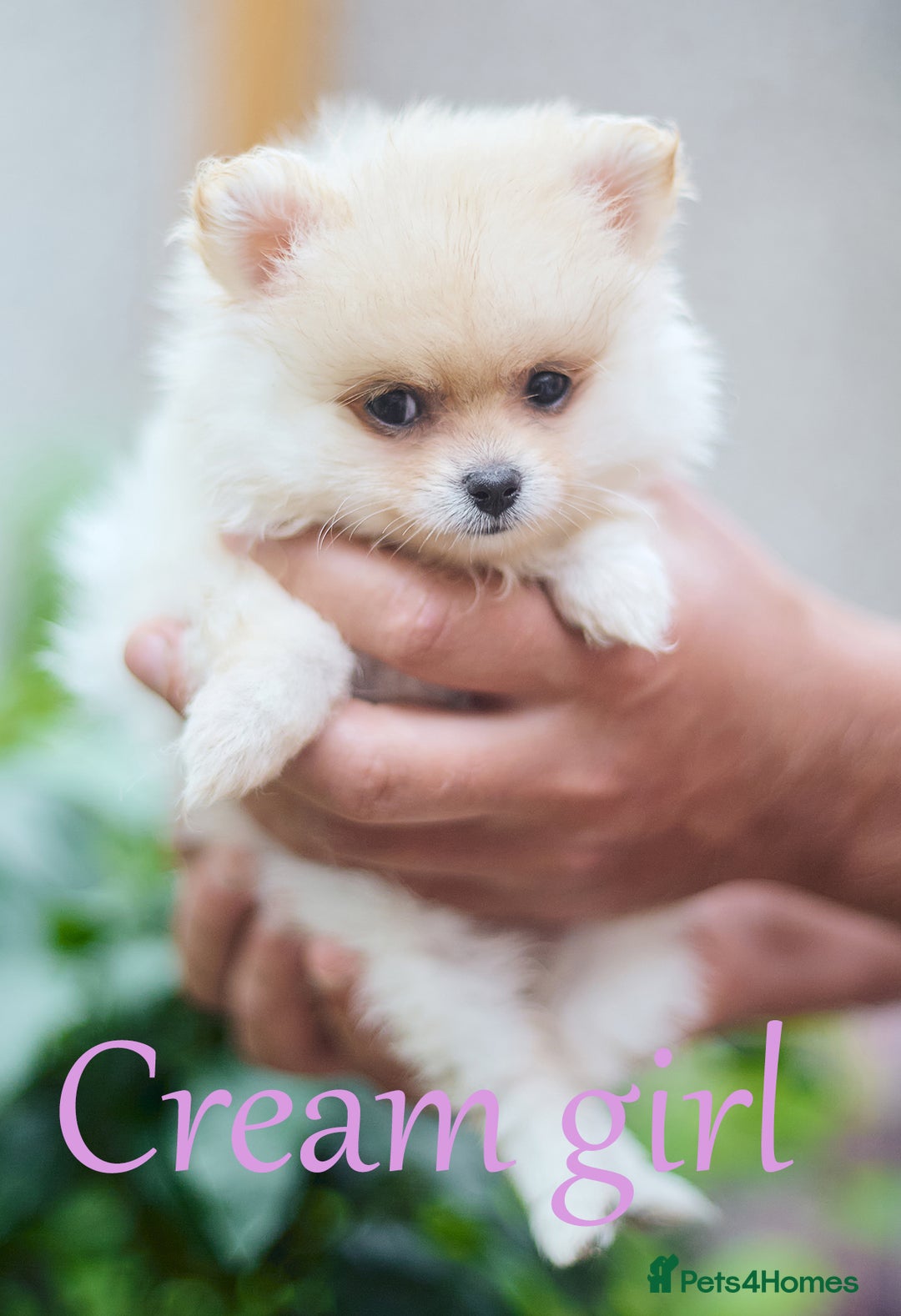 Pomeranian dogs for sale: KC Pomeranian puppies (Korean lines) - Image 29