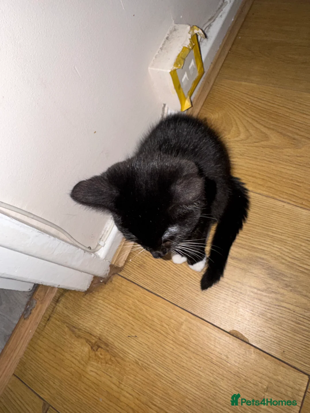 British Shorthair cats for sale: Kittens with mittens  - Advert 6