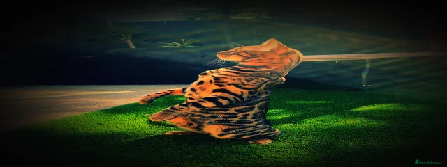 Kovu