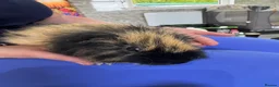 Guinea Pig rodents for sale: Guinea Pigs  - Advert 31
