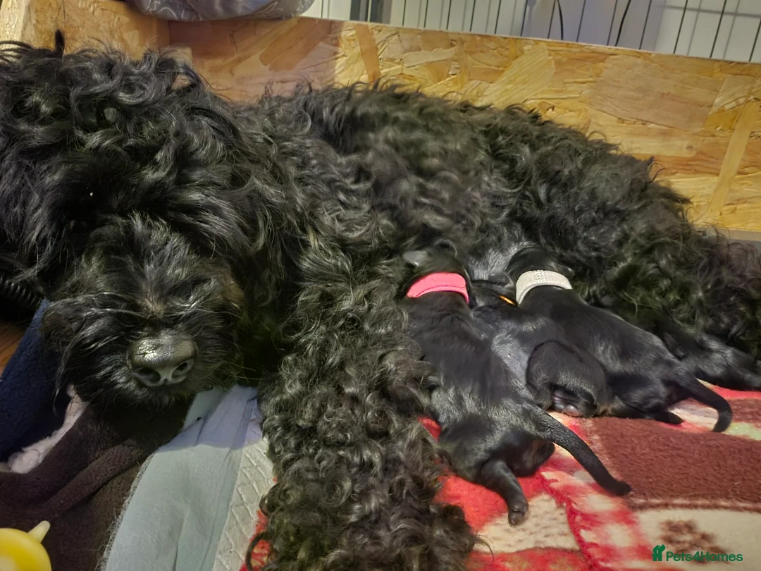 Cockapoo dogs for sale: F1B Toy Cockapoo Puppies - Advert 11